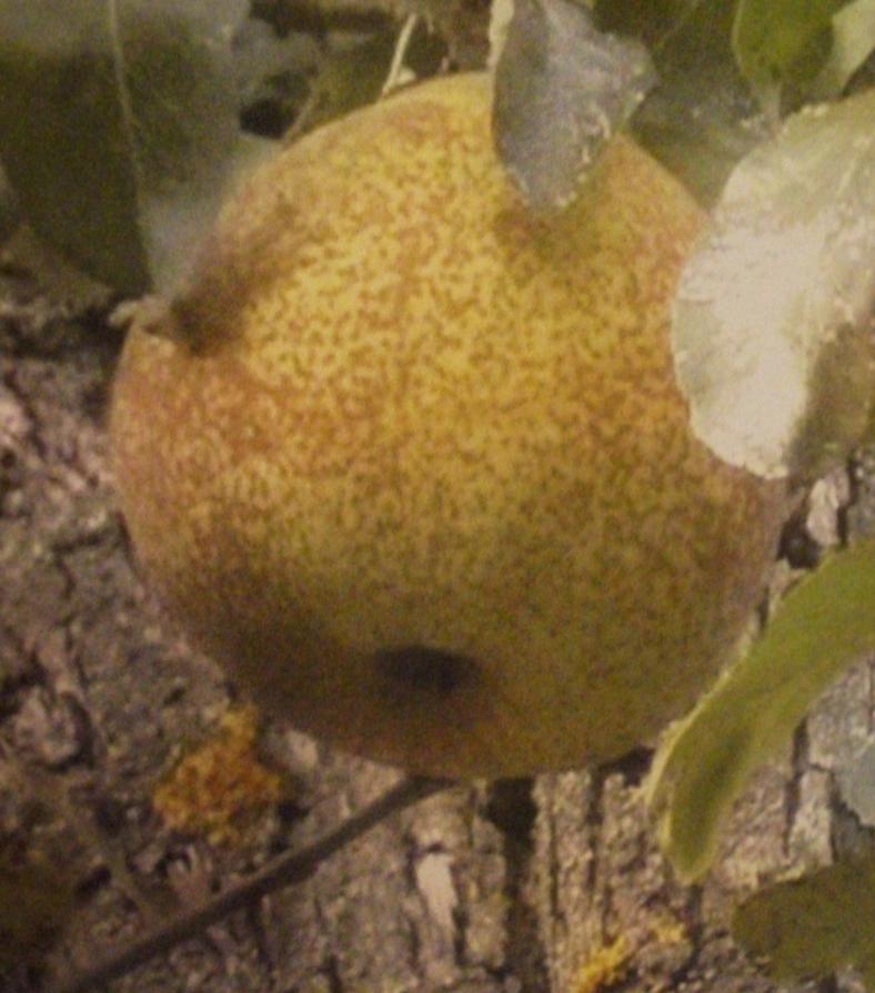 BIODIVERSITÀ  A RISCHIO - LA PERA TRENT'ONCE