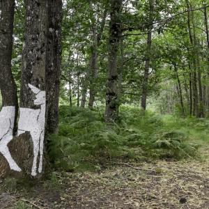 Doe side view 1 Doe side view 1