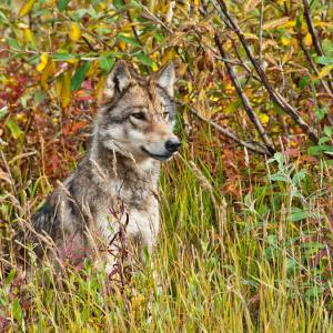 USA. Alaska 1/3. Forme di vita