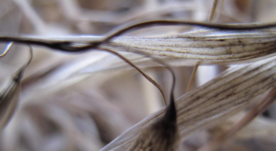 frOm The Opal Valley Close tO The Center