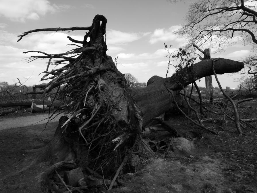 Dead Tree