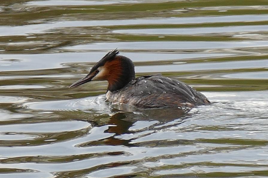 Grebe