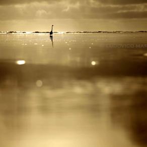 gold (serie "terrAmarecielo")