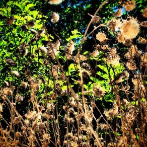 Meravigliosa estate   ( Wonderful summer ) 