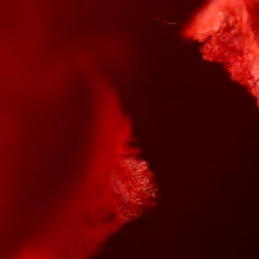 Carnival Talk: An Adequate Language