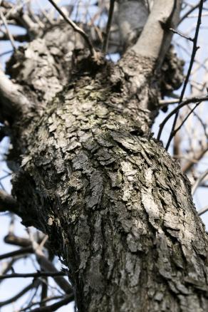 the wrinkles of old tree