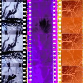 SICK HAUNTED TREES film in 35mm (in progress since 2002)
