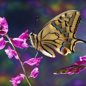 Flos, Floris - La declinazione di un fiore