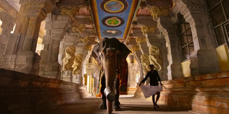 Mad on Paper Bruno Tamiozzo "Colours of India Mad on Paper Bruno Tamiozzo "Colours of India