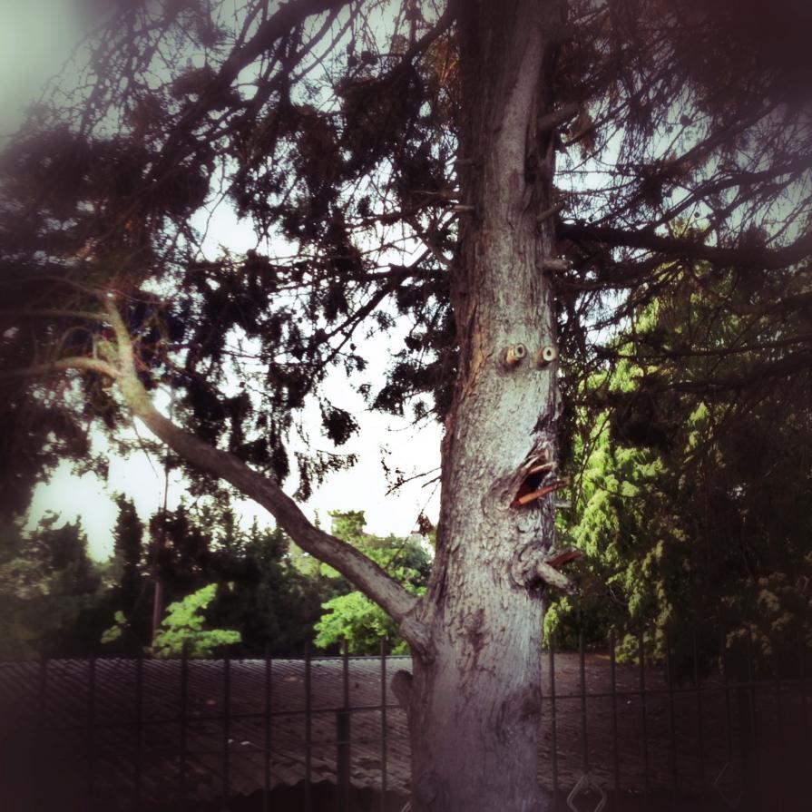 I miei amici alberi 2