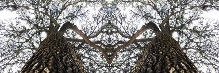 "Evolution'sView"_Twins #VII "Evolution'sView"_Twins #VII