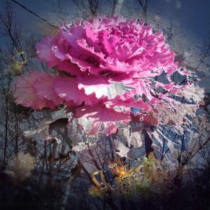 Un cavolo al tramonto