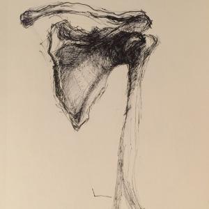 study of shoulder bones study of shoulder bones