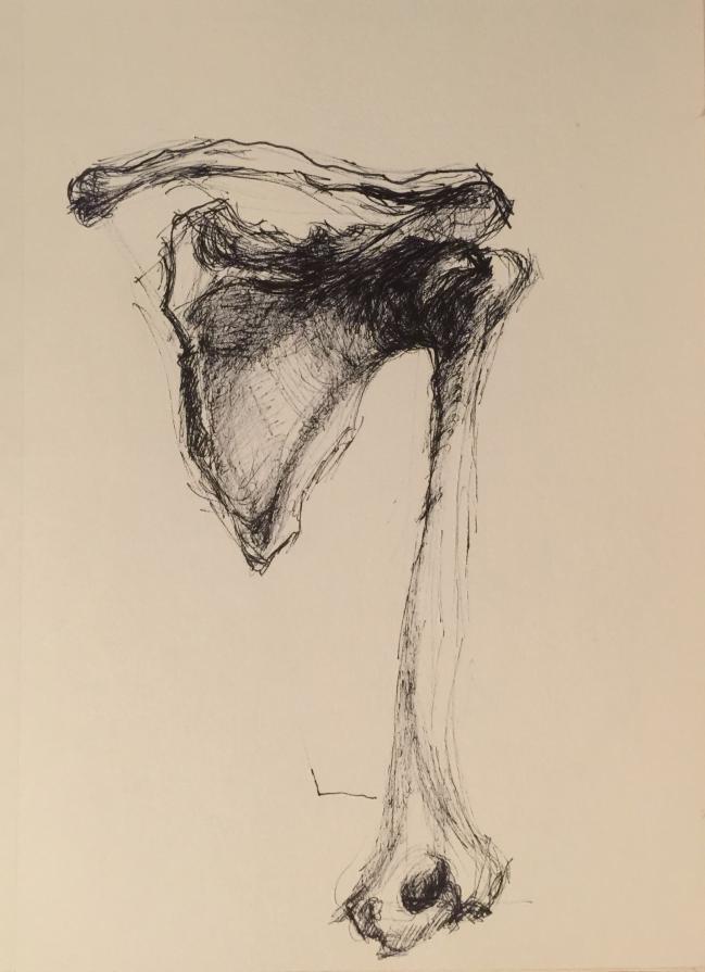 study of shoulder bones