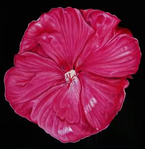 "HIBISCUS MOSCHEUTOS"