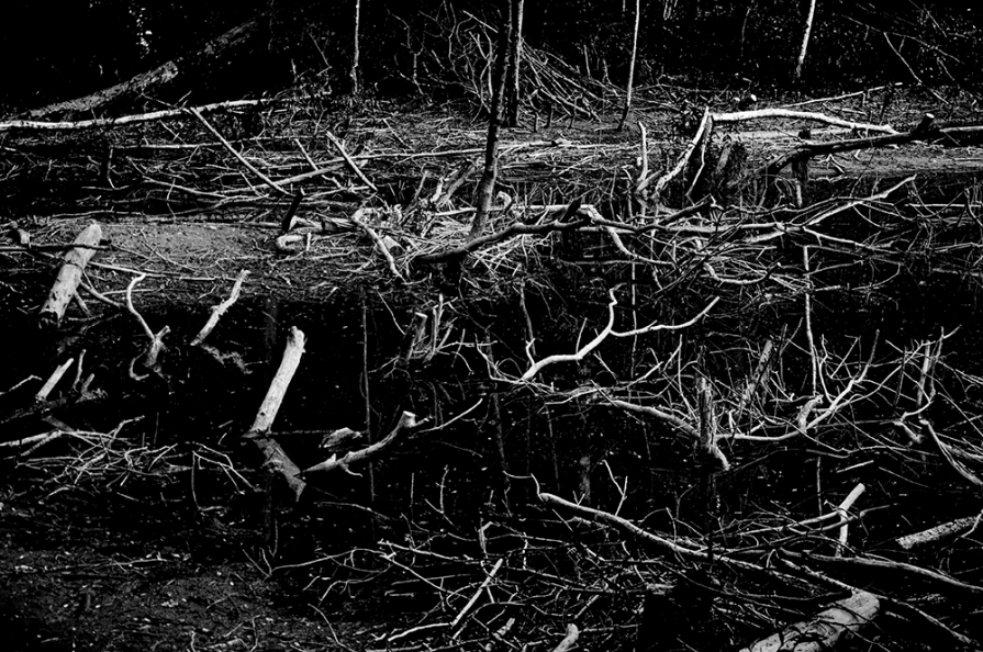 Dark landscape #9661