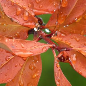 Argentina. Lago Argentino / Perito Moreno