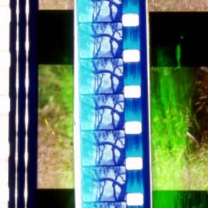 HAUNTED TREES 2010-2011 35mm in progress