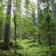 woods 3