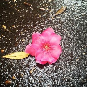 Fiore metropolitano Fiore metropolitano