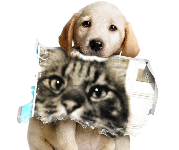 . . . . SE VA TUTTO MALE ABBRACCIA IL TUO CANE O IL TUO GATTO !!! . . . 