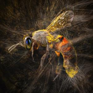 Entanglement (Bee)