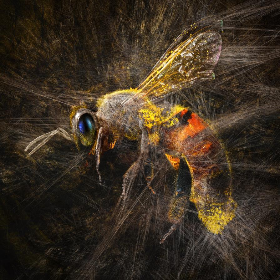 Entanglement (Bee)