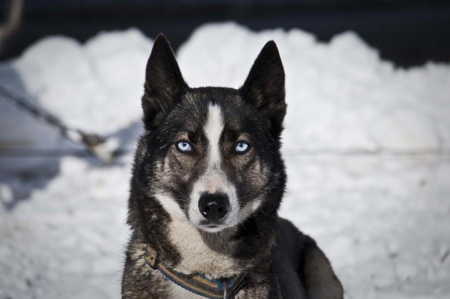 husky