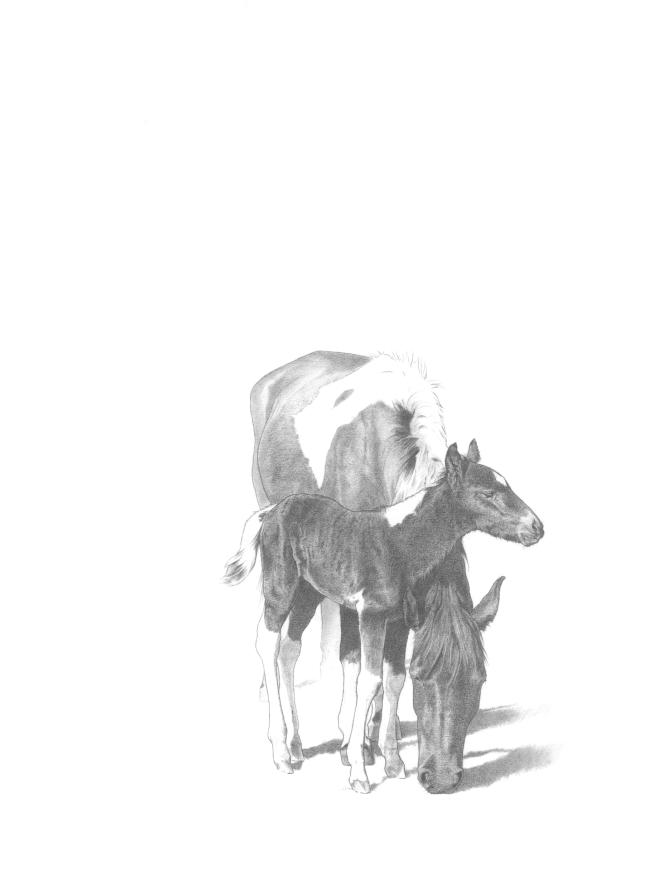Eki and her filly, Argia Eki and her filly, Argia