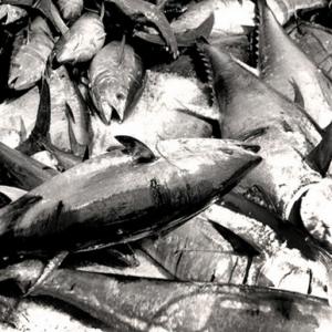 Stefano Fogato, Tunnina frisca, i tonnaroti di Favignana