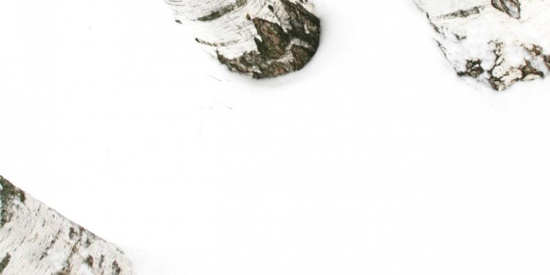 Labyrinths of wood/ Labirinti di legno 