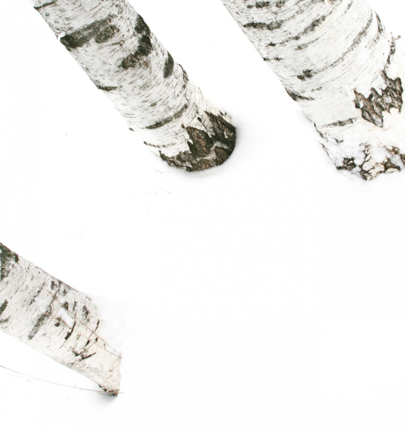 Labyrinths of wood/ Labirinti di legno 