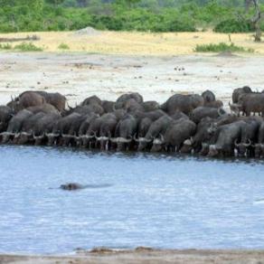 hippo pool:nessuno disturbi l ippopotamo