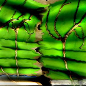 io saro' l'albero angelico.