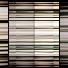 L'illusione di velocità diverse di evoluzione 