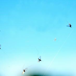 L'illusione della libertà