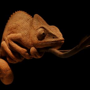 Chameleon on a branch