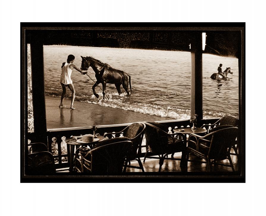 Alexandria Horses - From South To North