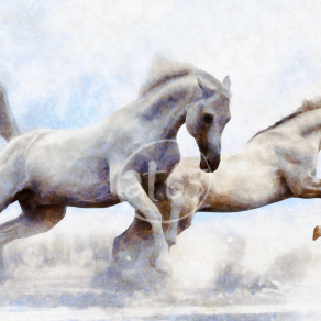 Cavalli bianchi