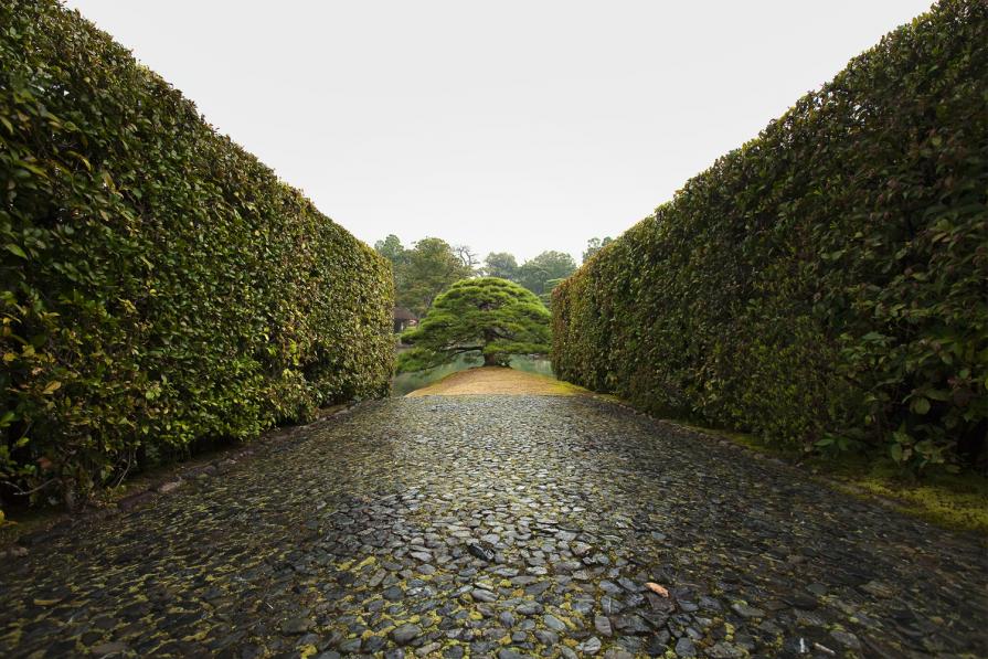 "Tree", from the "Spring in Japan" Series "Tree", from the "Spring in Japan" Series