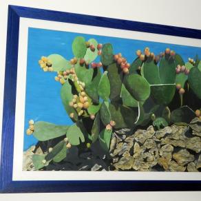 fico d'india su mura a secco