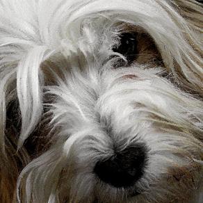 il mio migliore amico