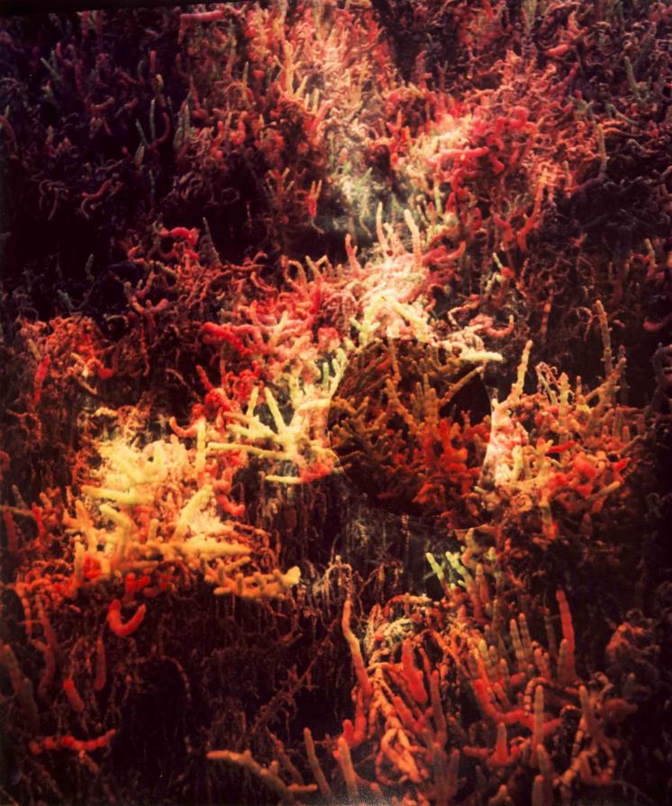 Albufera pH 9.2 Albufera pH 9.2