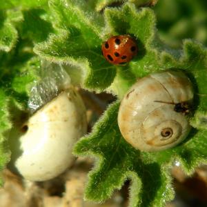 Italia. Sicilia, Trapani blu e sale