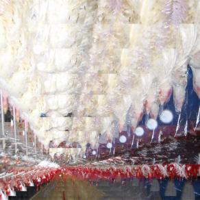 Chickens in the way (Iugulazione)