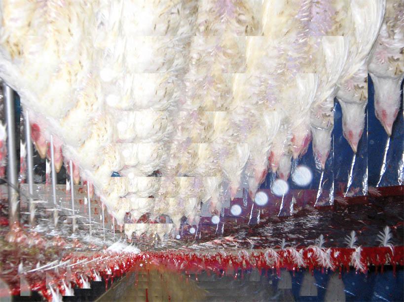 Chickens in the way (Iugulazione)