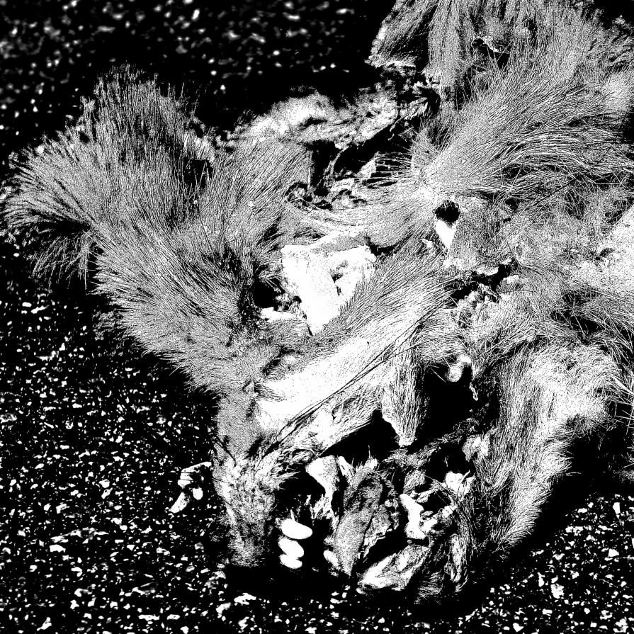 con profondo dolore mostro a tutti cosa resta di te con profondo dolore mostro a tutti cosa resta di te