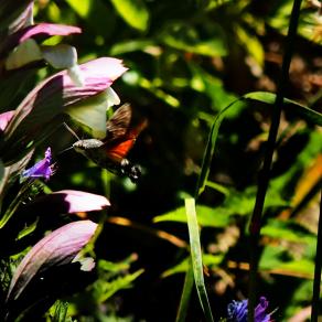 Ricerca quotidiana - Macroglossum stellatarum - 