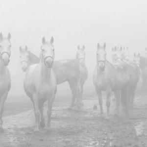 Nature in conflict (Massimo Goina e Fabiola Faidiga)