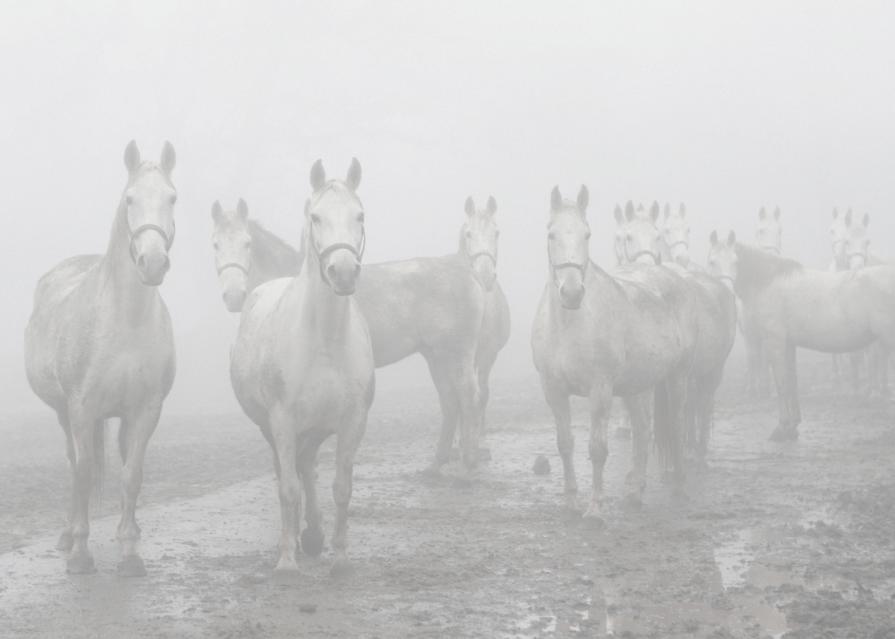 Nature in conflict (Massimo Goina e Fabiola Faidiga)